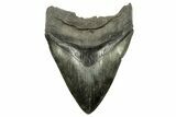 Fossil Megalodon Tooth - South Carolina River Meg #265029-1
